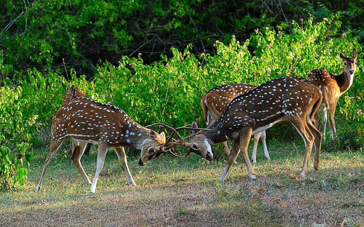 Top 7 National Parks in South India