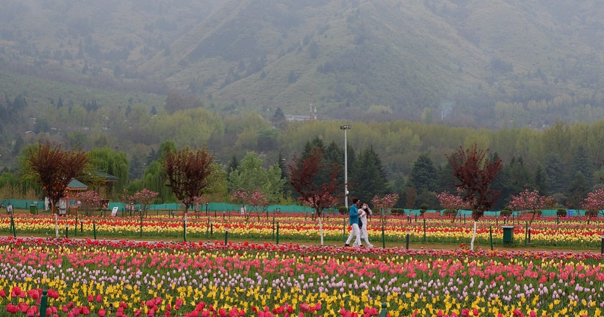 Srinagar Trip