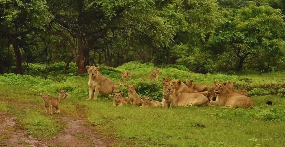 Gir Forest National Park