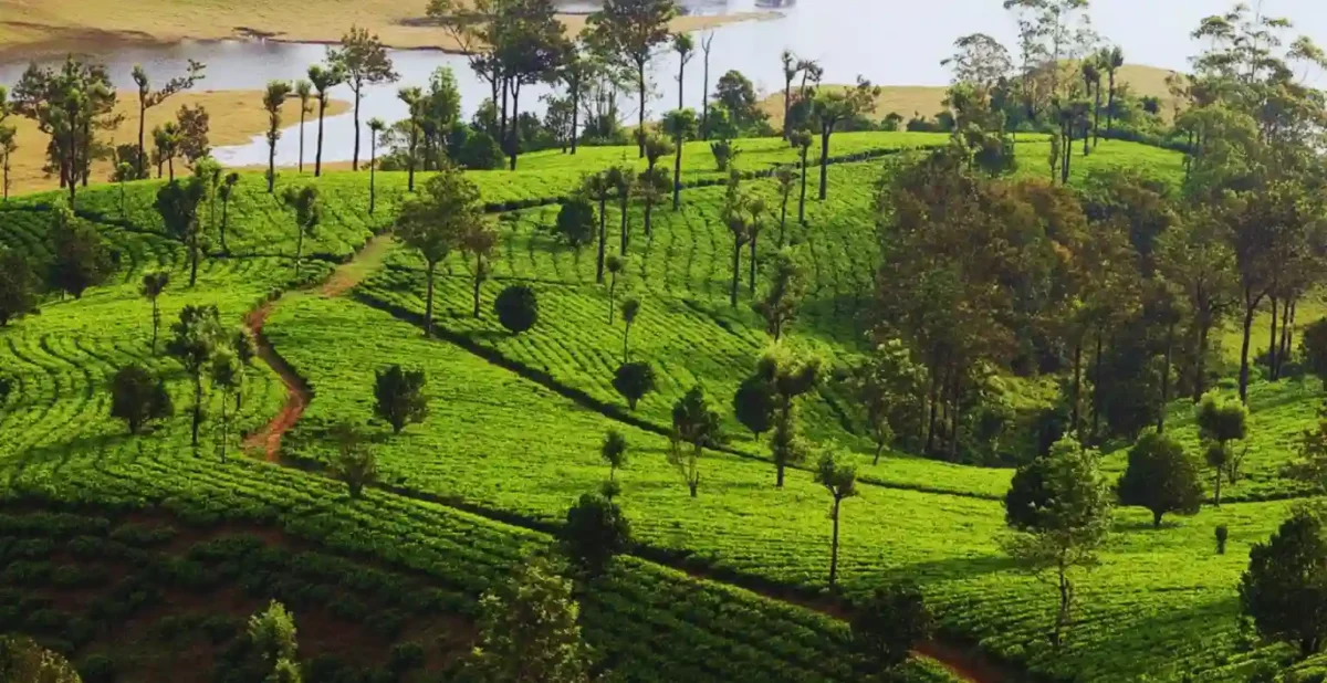 Explore the Spice Plantations in Thekkady