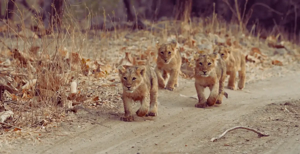 Gir National Park