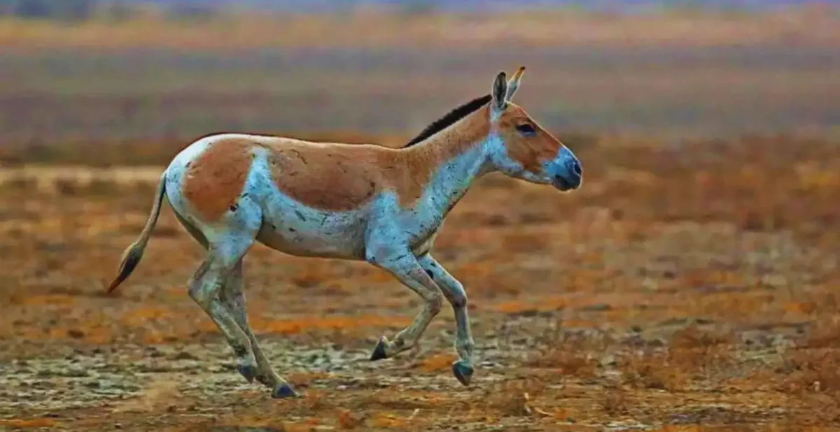 Little Rann of Kutch