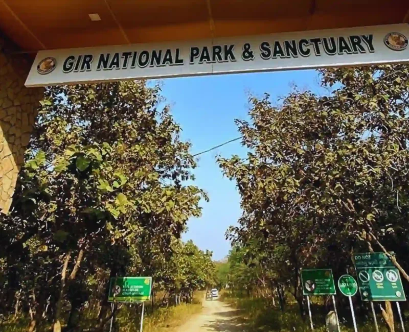 Beyond the Lions: Discovering the Diverse Wildlife of Gir National Park