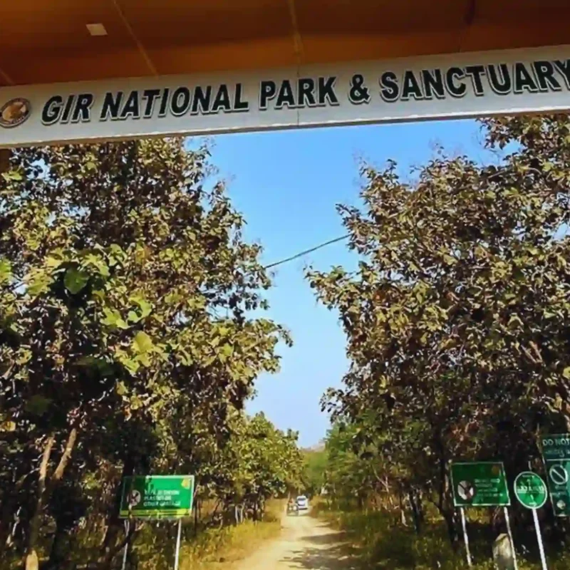 Gir National Park