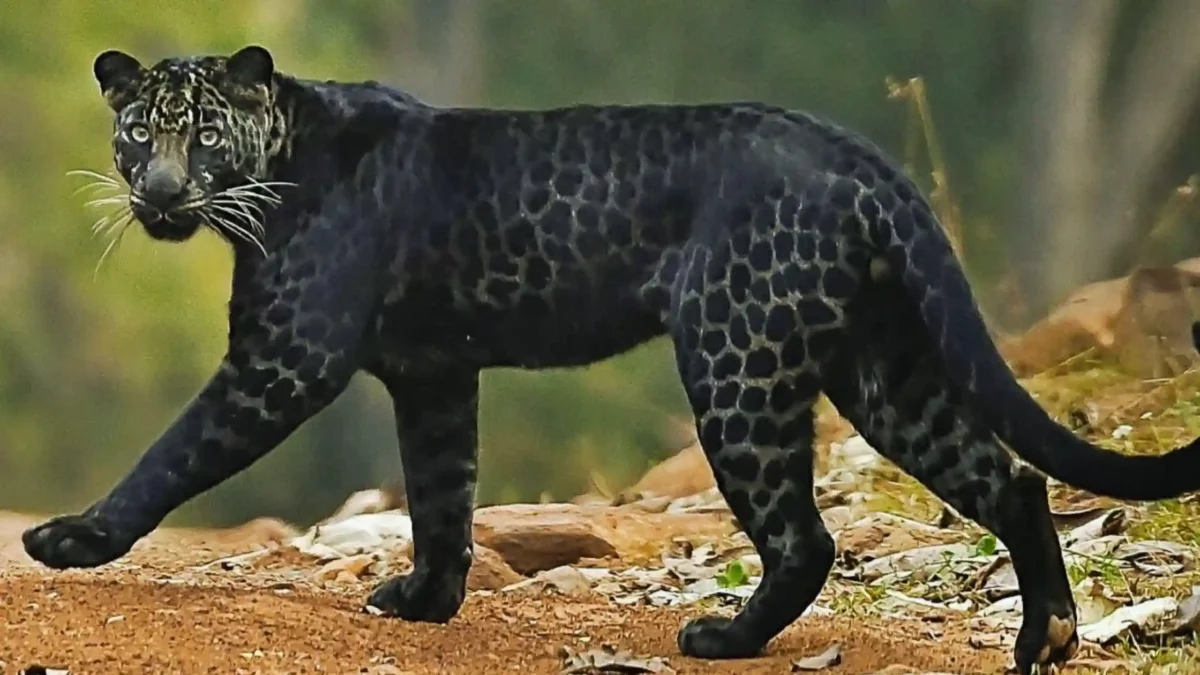 The Leopard: The Stealthy Shadow