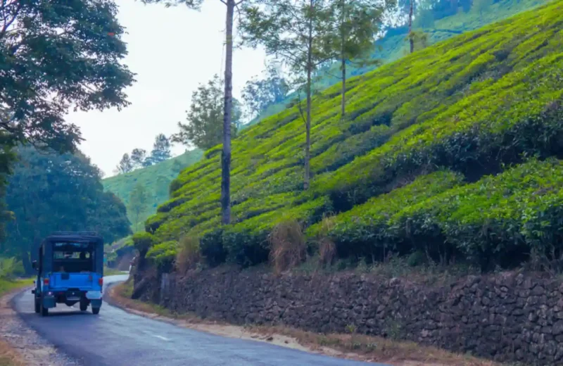 Tourist Guide in Munnar