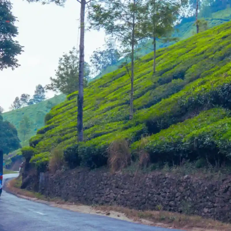 Tourist Guide in Munnar