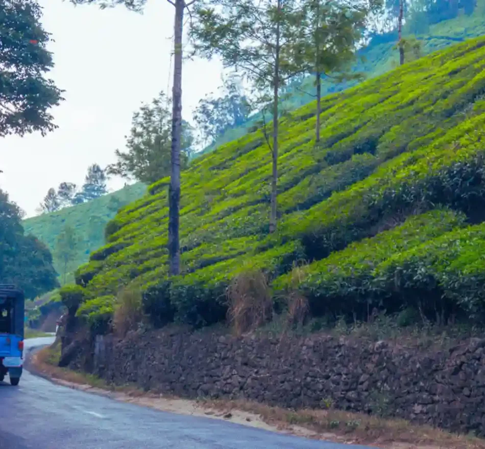 Munnar on a Budget: A Tourist Guide in Munnar to Affordable Attractions and Accommodations